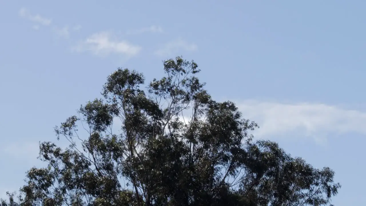 Gum Trees Moving In Wind