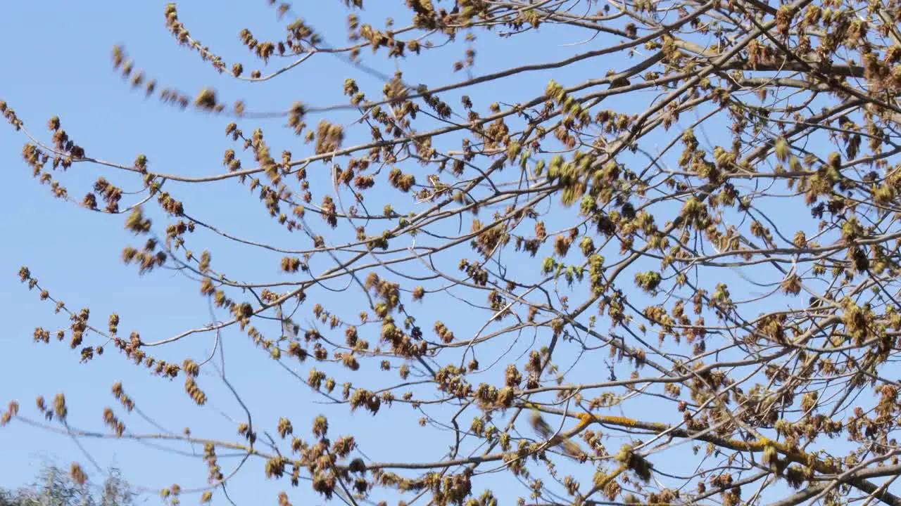 Tree Moving In Strong Wind Blue Clear Sky