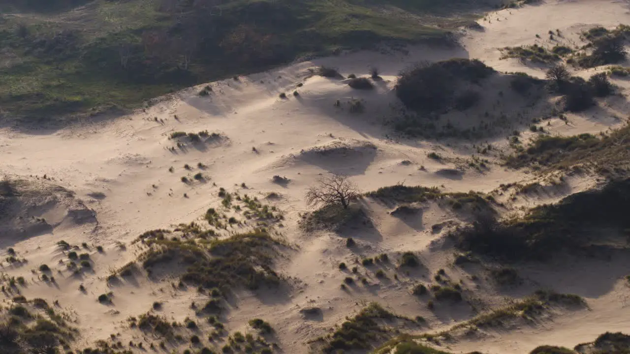 Sand dunes glowing in evening sunlight in semi arid desert in the Netherlands aerial