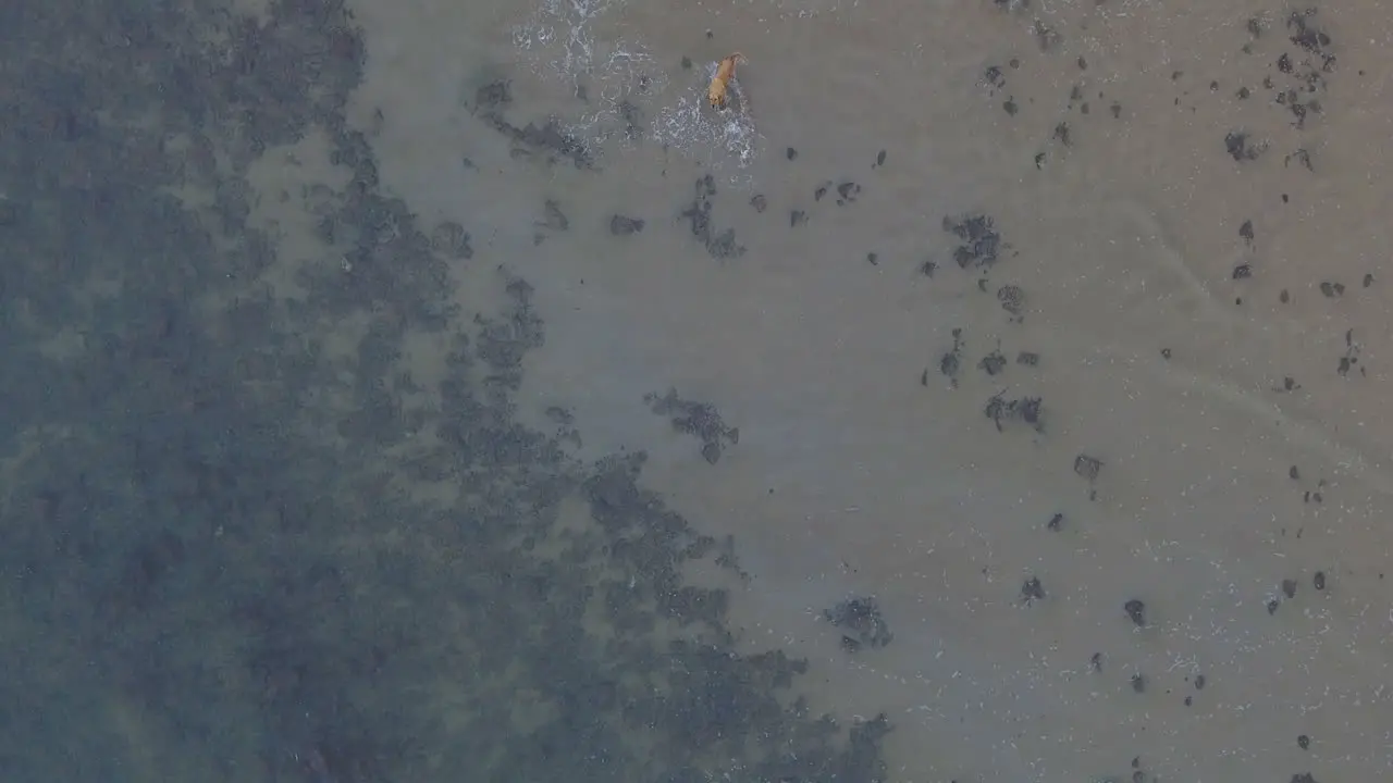 Aerial of dog running on beach in South Africa