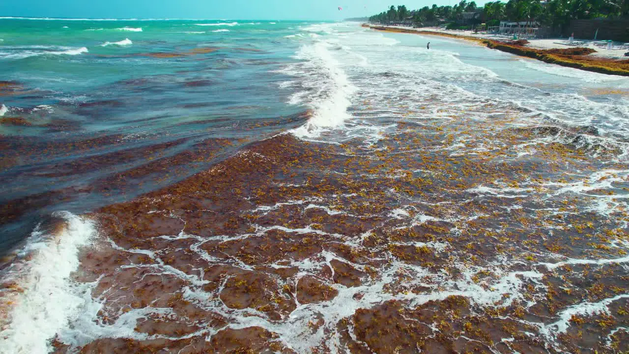 Tropical Beach Waves Filled With Brown Orange Algae Seaweed Breaking On Mexican Coast