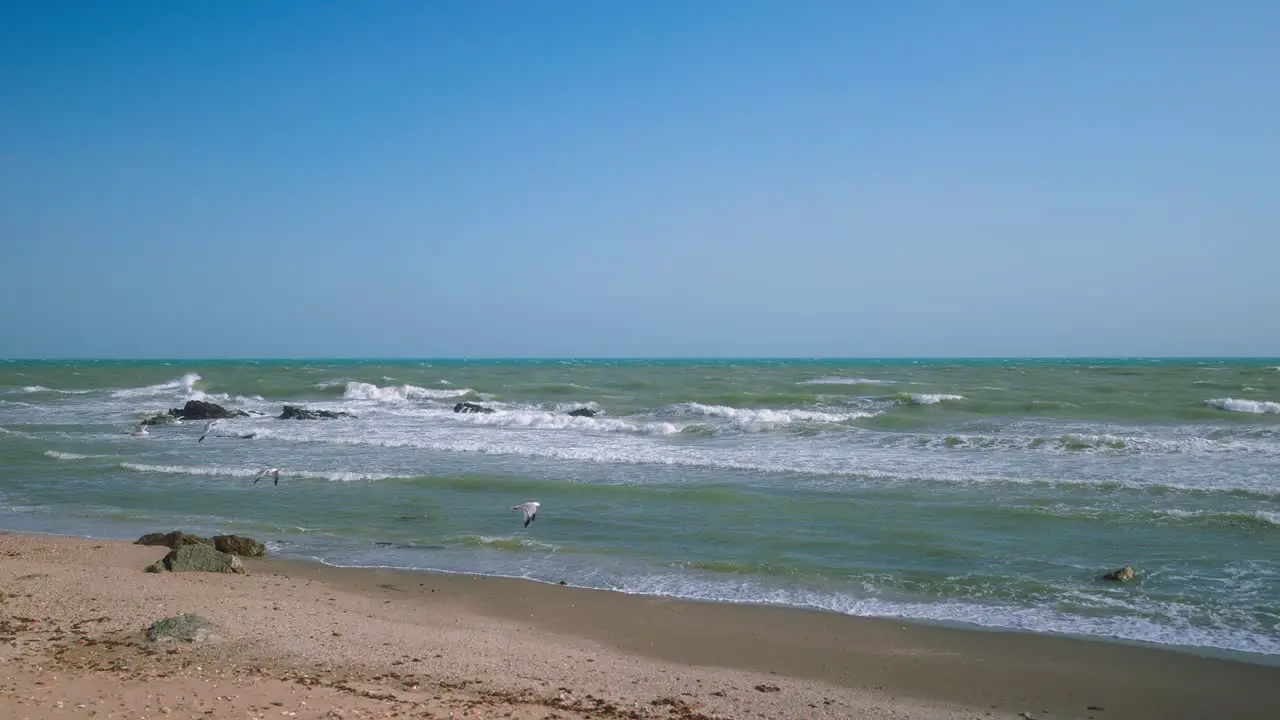 Empty beach with Audouin’s Gulls taking off in slow motion