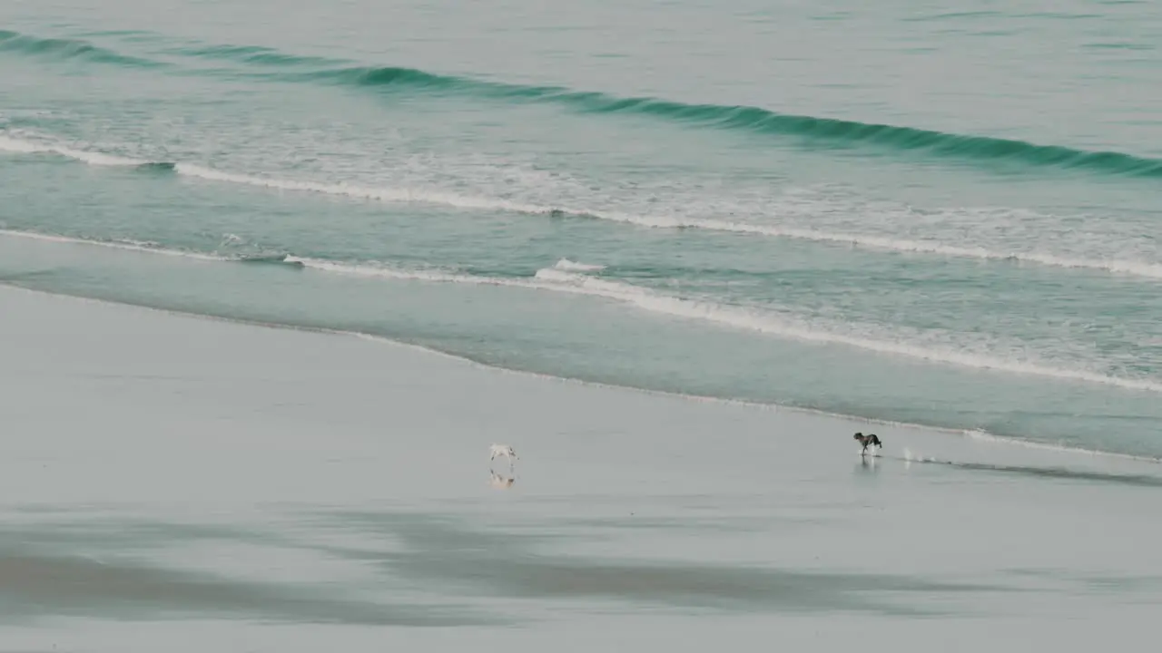 Two dogs running in slow motion and having fun on the beach in front of the water