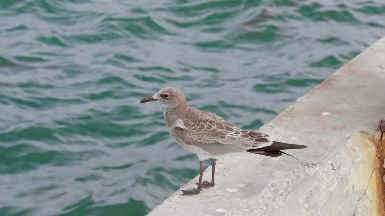 SEAGULL FLYING TO THE OCEAN