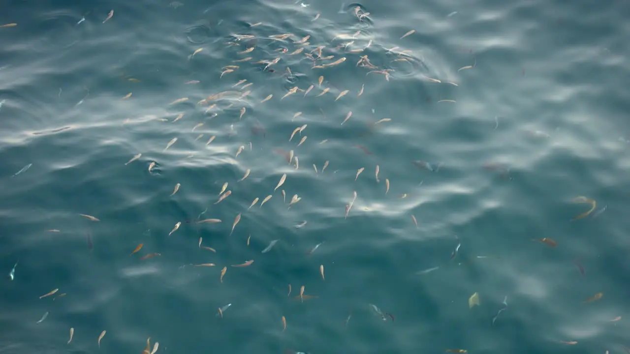 A Lot of Fish Swimming in the beautiful clear waters off a Croatian Coast