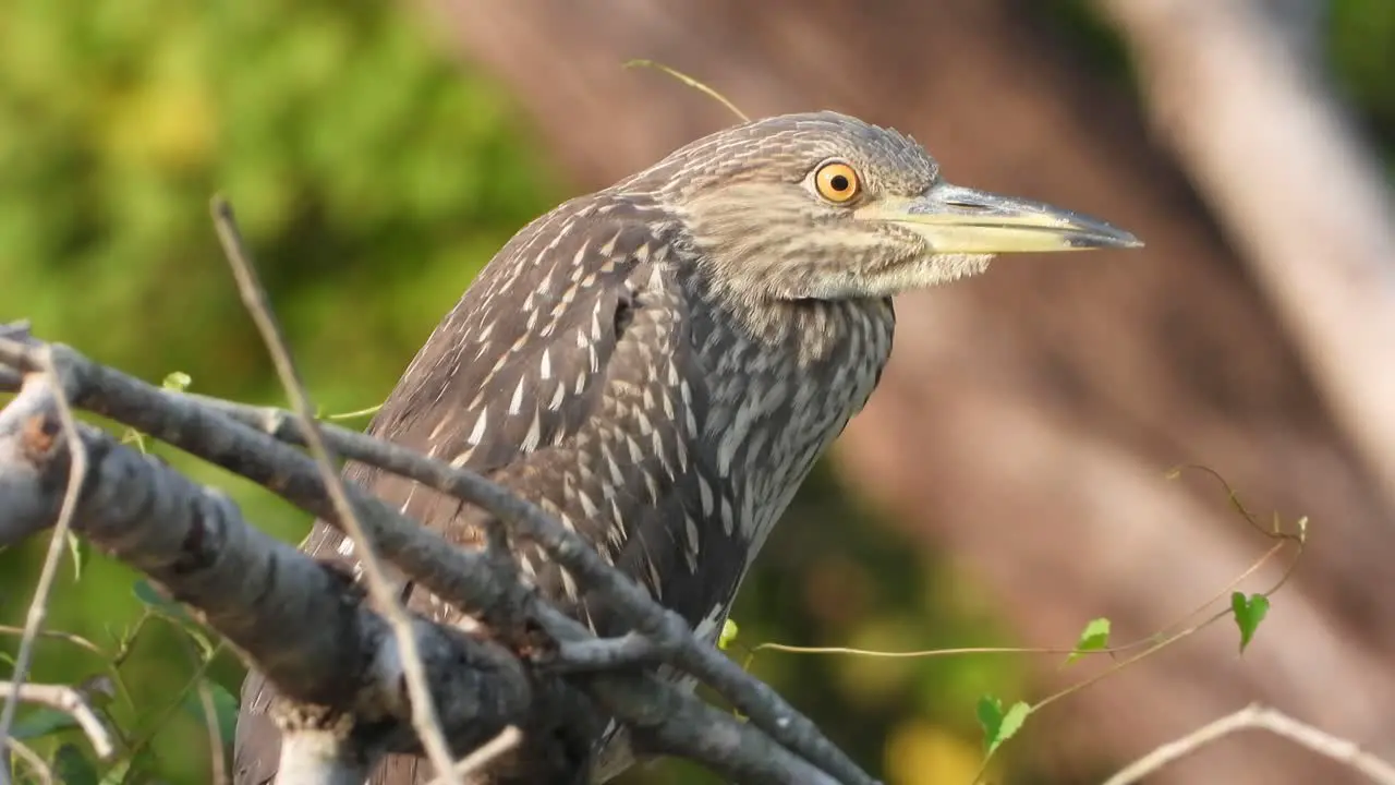 Rufous Night Heron in pond 2 