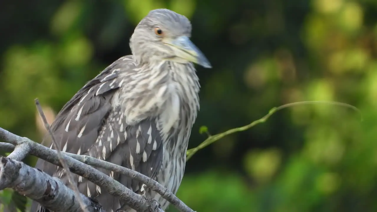 Rufous Night Heron in tree 1