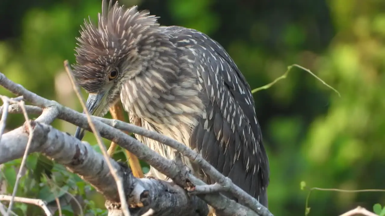 Rufous Night Heron in tree 