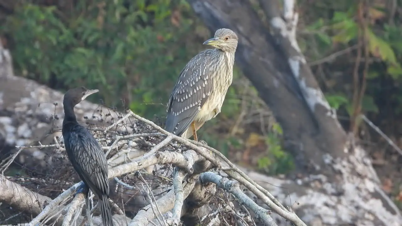 juvenile black crowned night heron