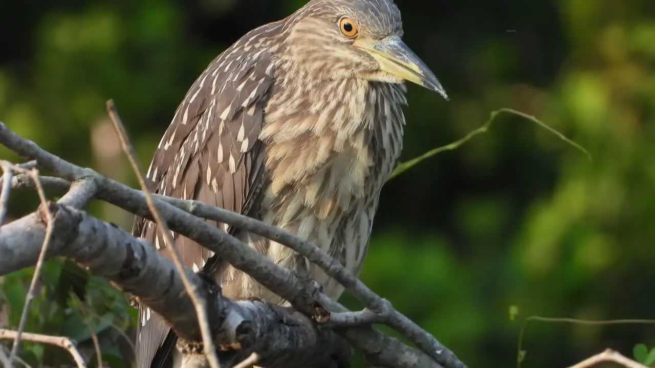 Rufous Night Heron chilling 