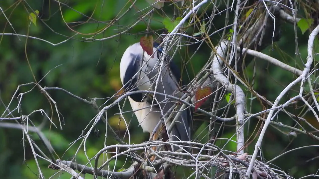 Black-crowned night heron in tree 