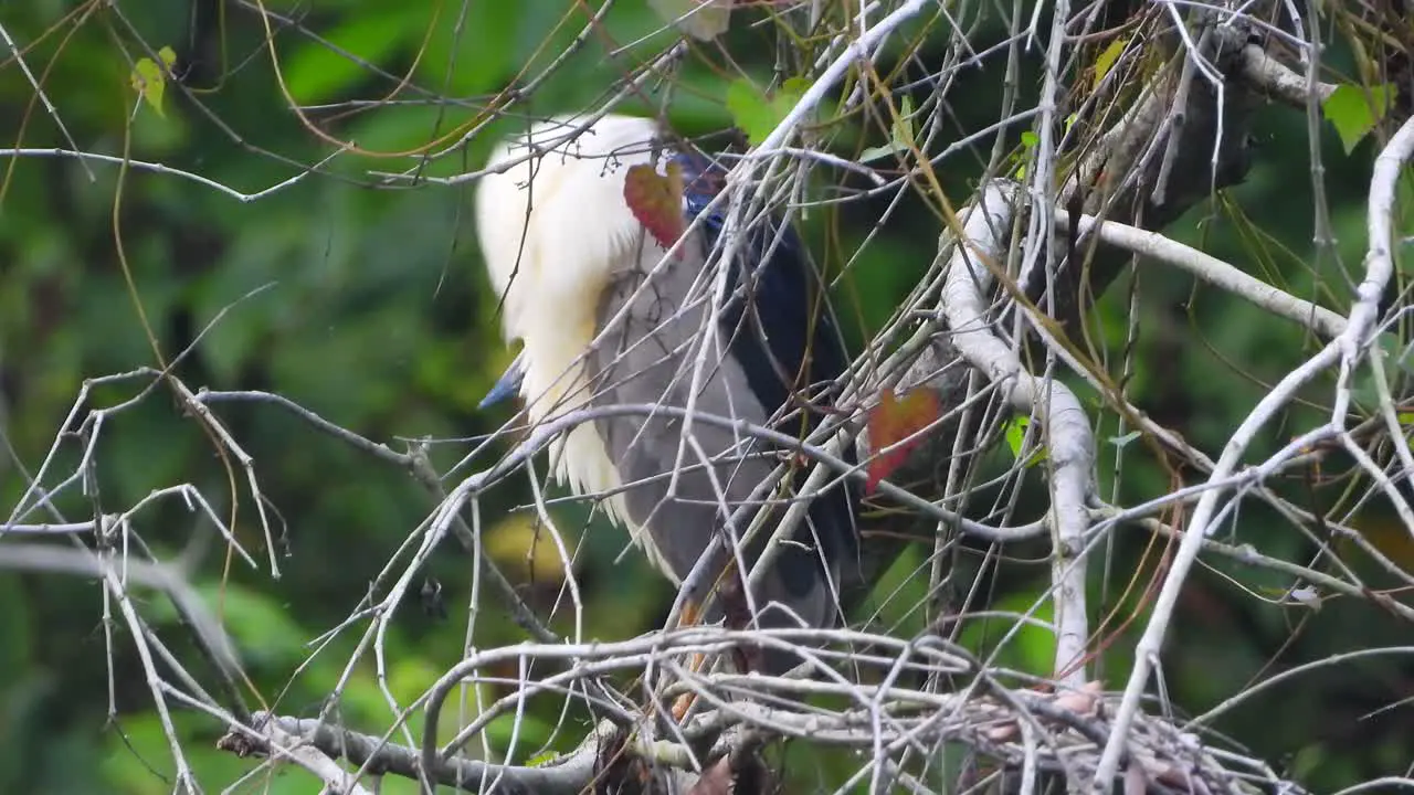 Black-crowned night heron in tree video