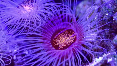 Coral reef flowers