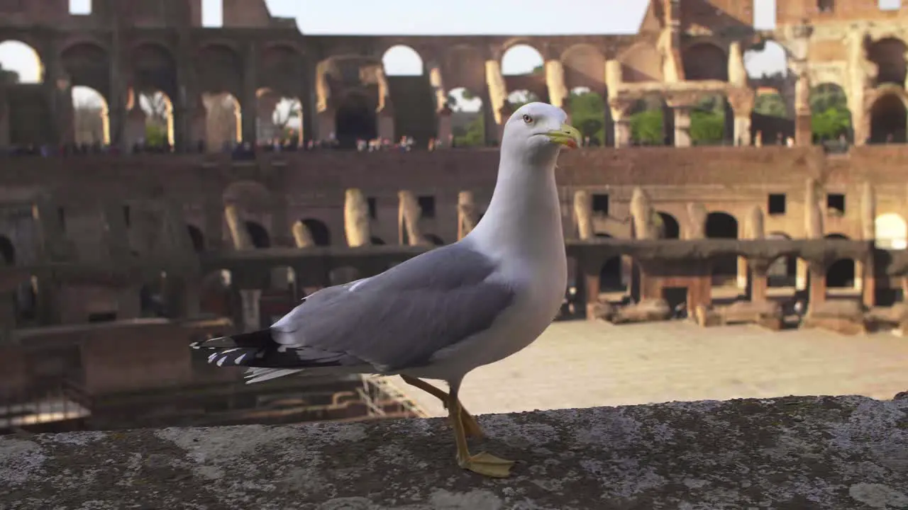 Seagull Walking On Colosseum Wall