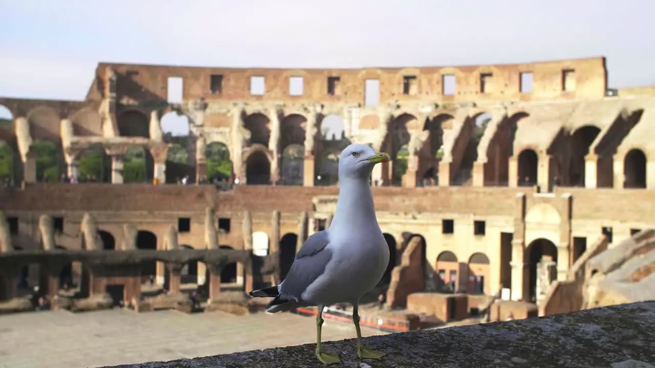 Seagull Stood On Colosseum Wall