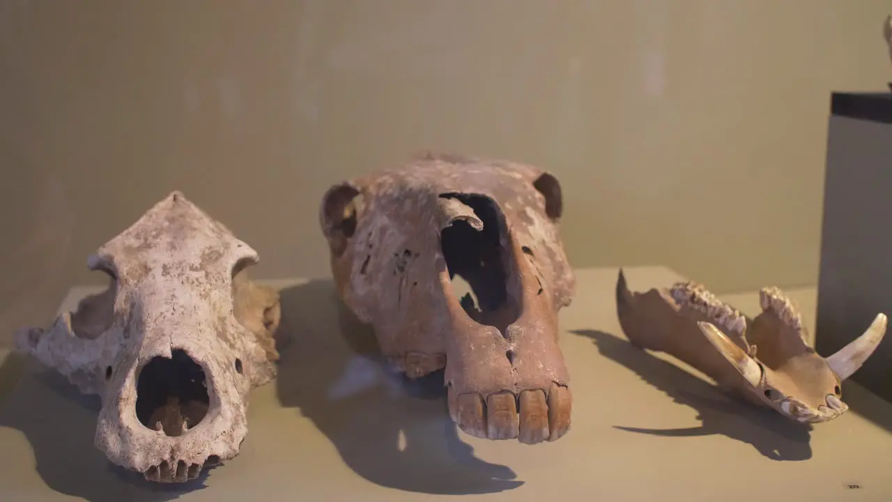 Animal Bones On Display