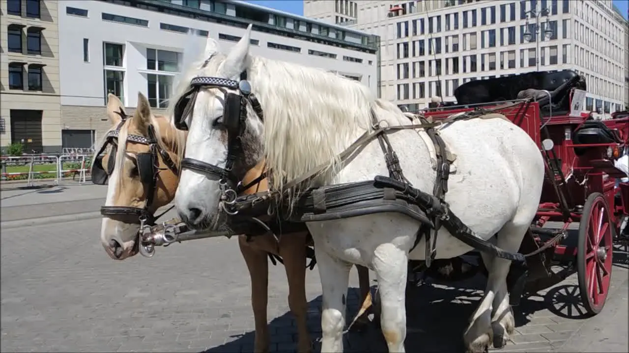 Horses in front of Carriage