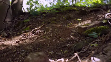 Close Up Slow Motion Shot Of Man On Mountain Bike Making Mid Air Jump On Dirt Trail Through Woodland