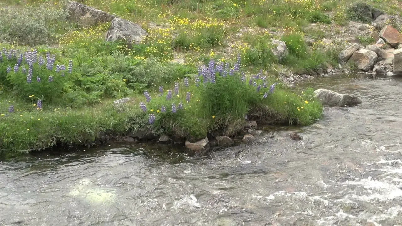 Greenland Qaqortoq stream detail