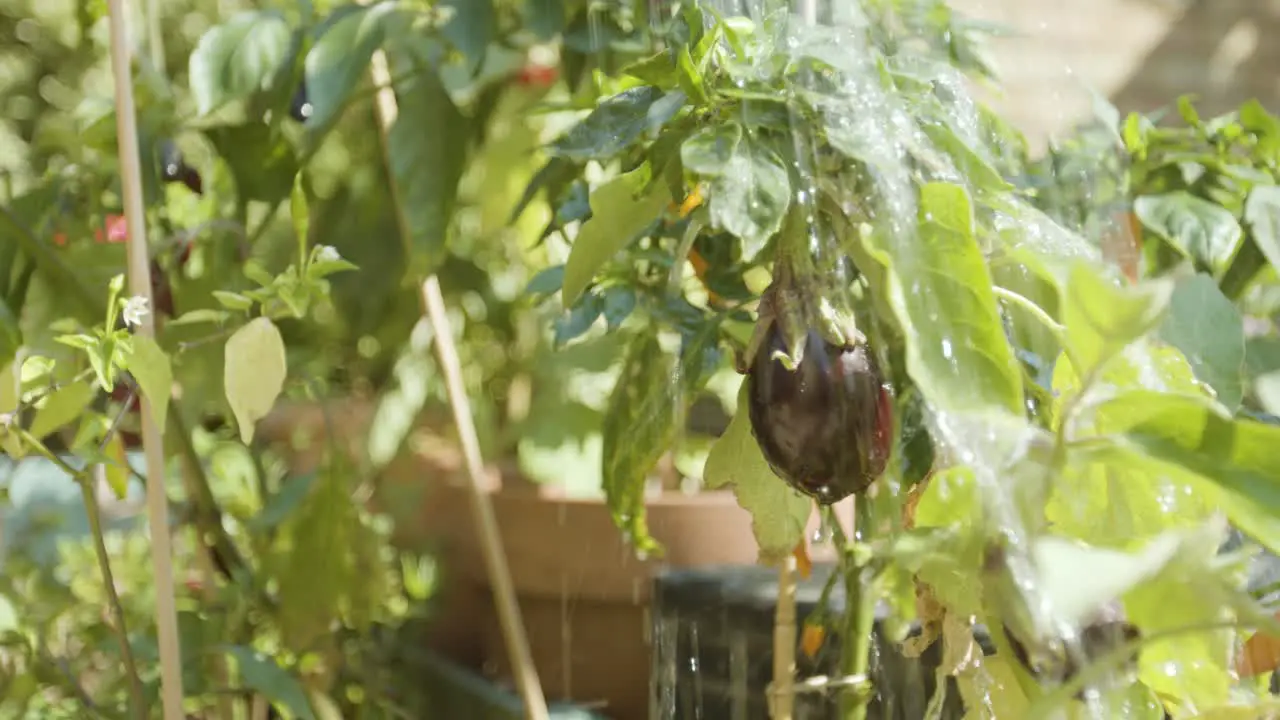 Watering an aubergine and other plants in close up