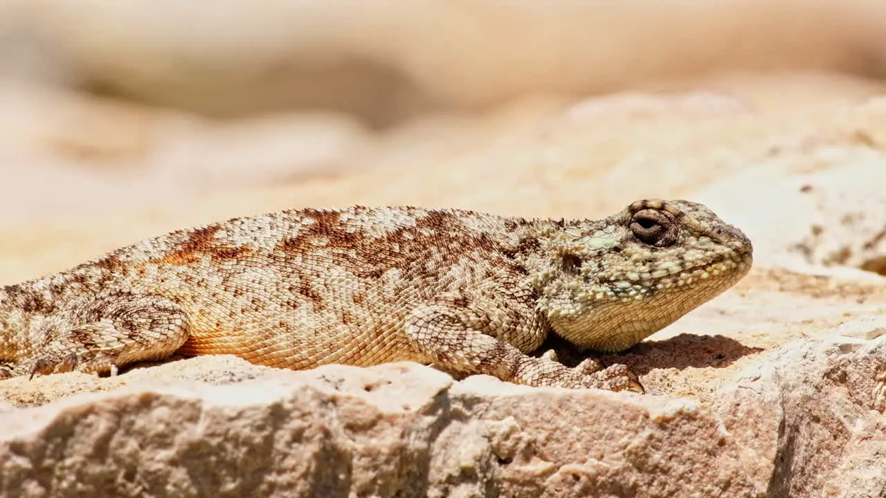 Southern Rock Agama sunning itself on rock in midday closeup profile shot