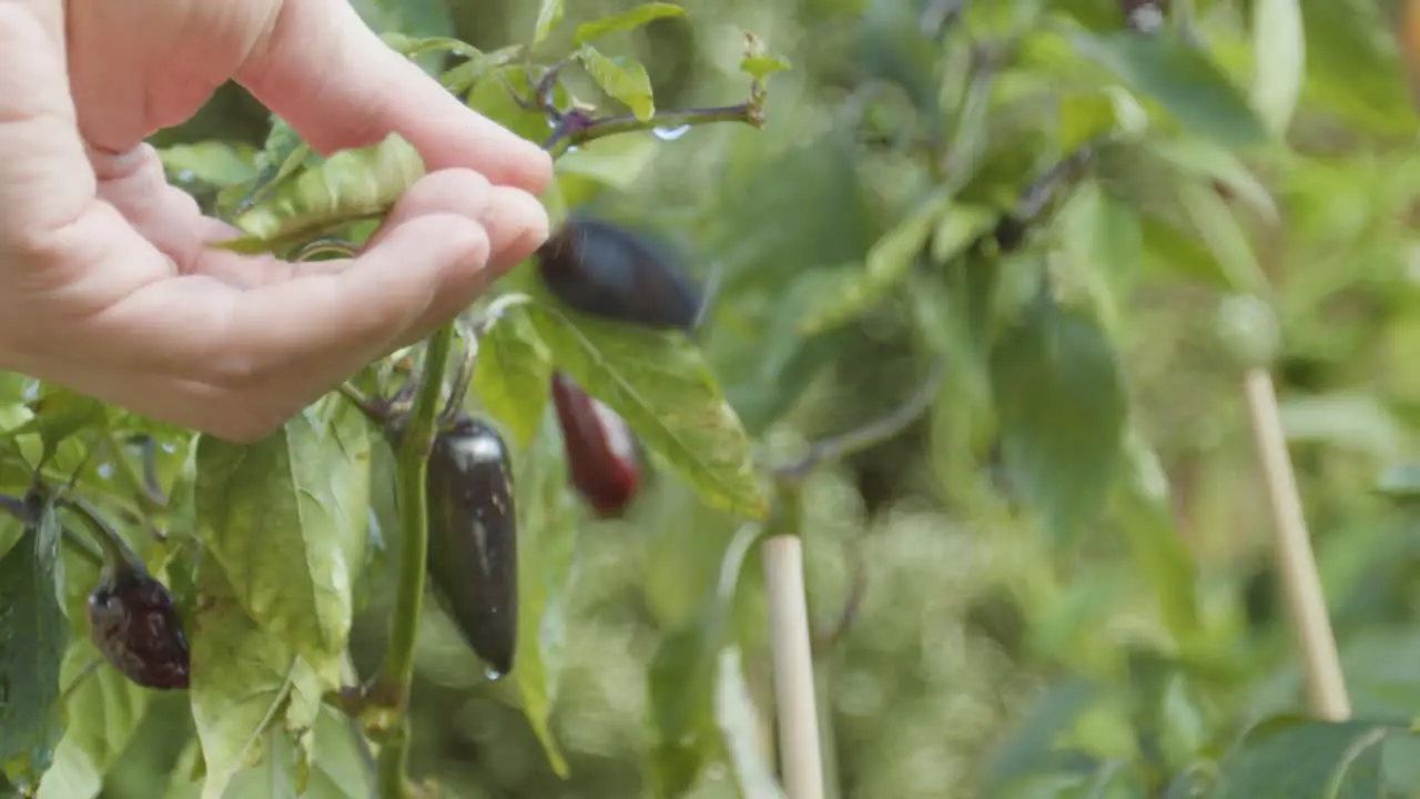 Hand checking a chilli growing in the garden with water droplets on it