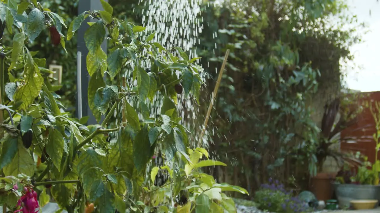 Watering chilli growing in the garden in slow motion