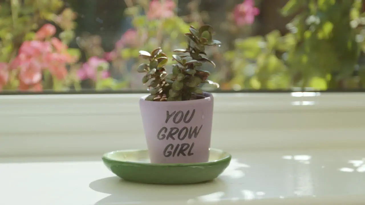 Plant with a slogan pot next to a window