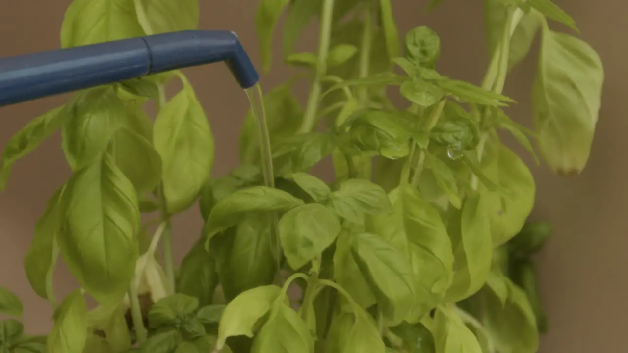 Watering fresh basil in slow motion close up on leaves