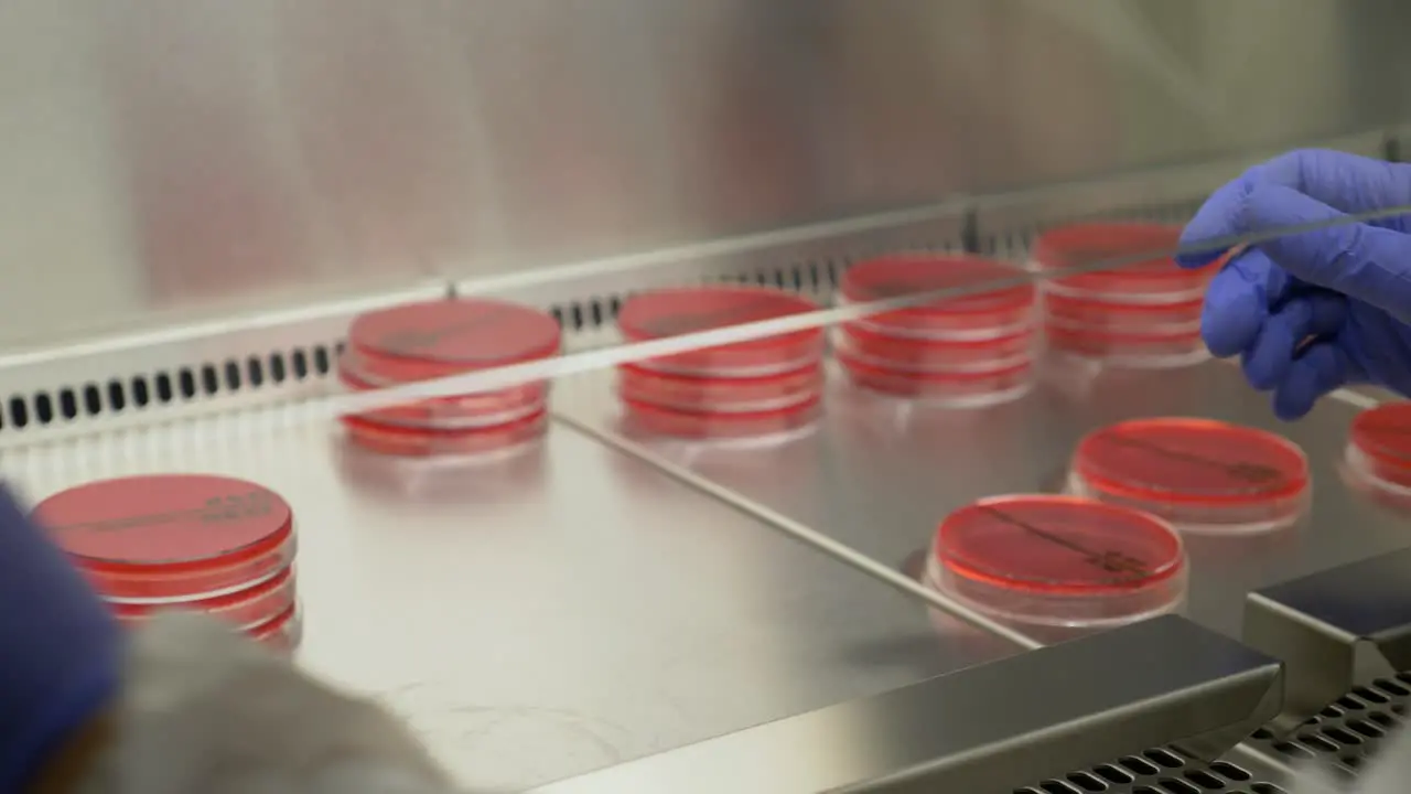 Slow motion camera view of microbiologist hands putting back the sample after using it to the experiment