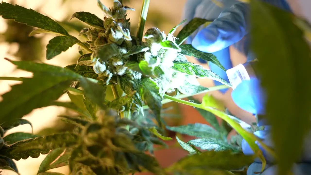 Close up shot of Caucasian Scientist looking and studying cannabis plant leaves and buds in a laboratory through a lantern