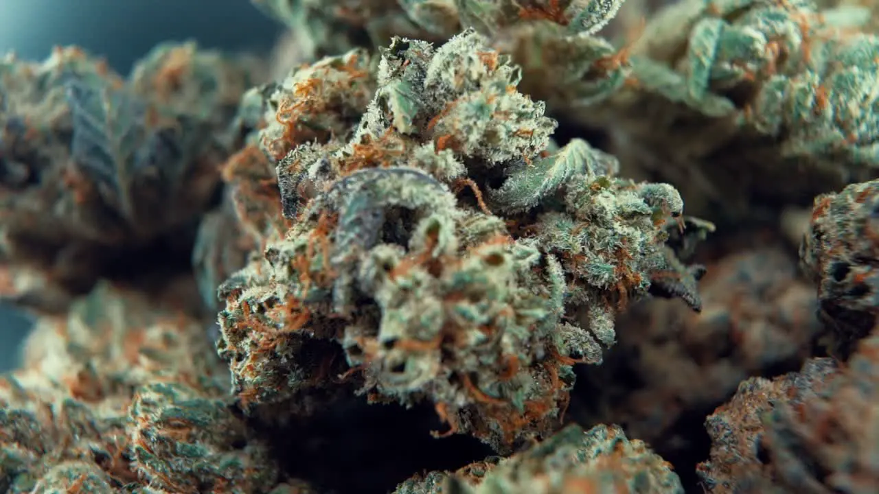 A macro close up creative shot of a cannabis plant marijuana flower hybrid strains Indica and sativa on a 360 rotating stand in a shiny bowl 120 fps slow motion Full HD video studio lighting