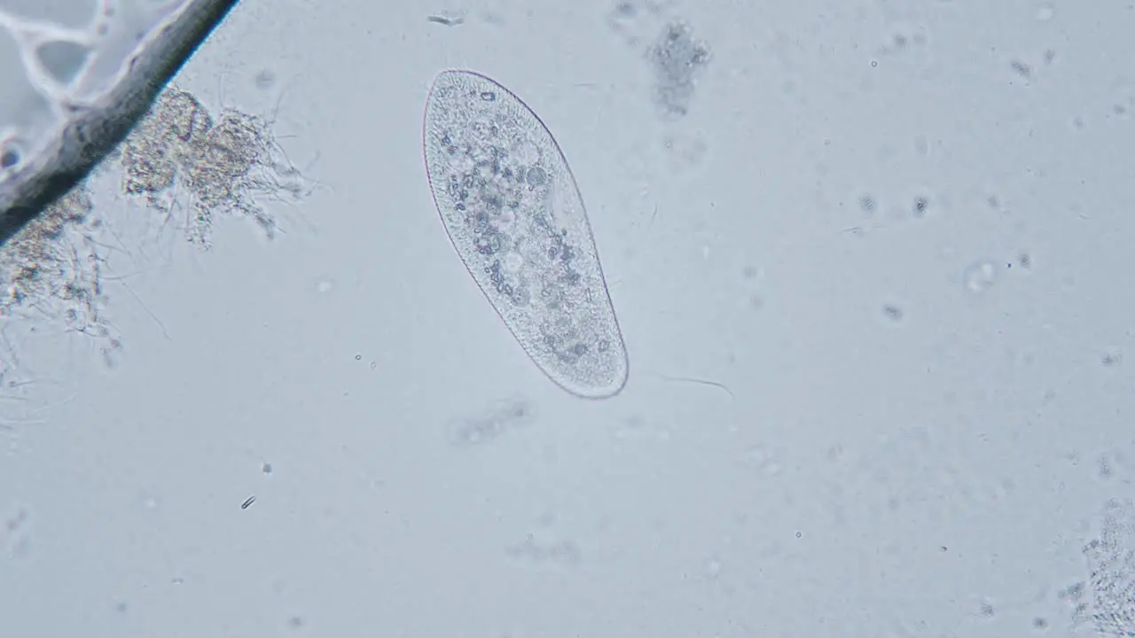 Paramecium large magnification inside organelle movement bright field microscopical view