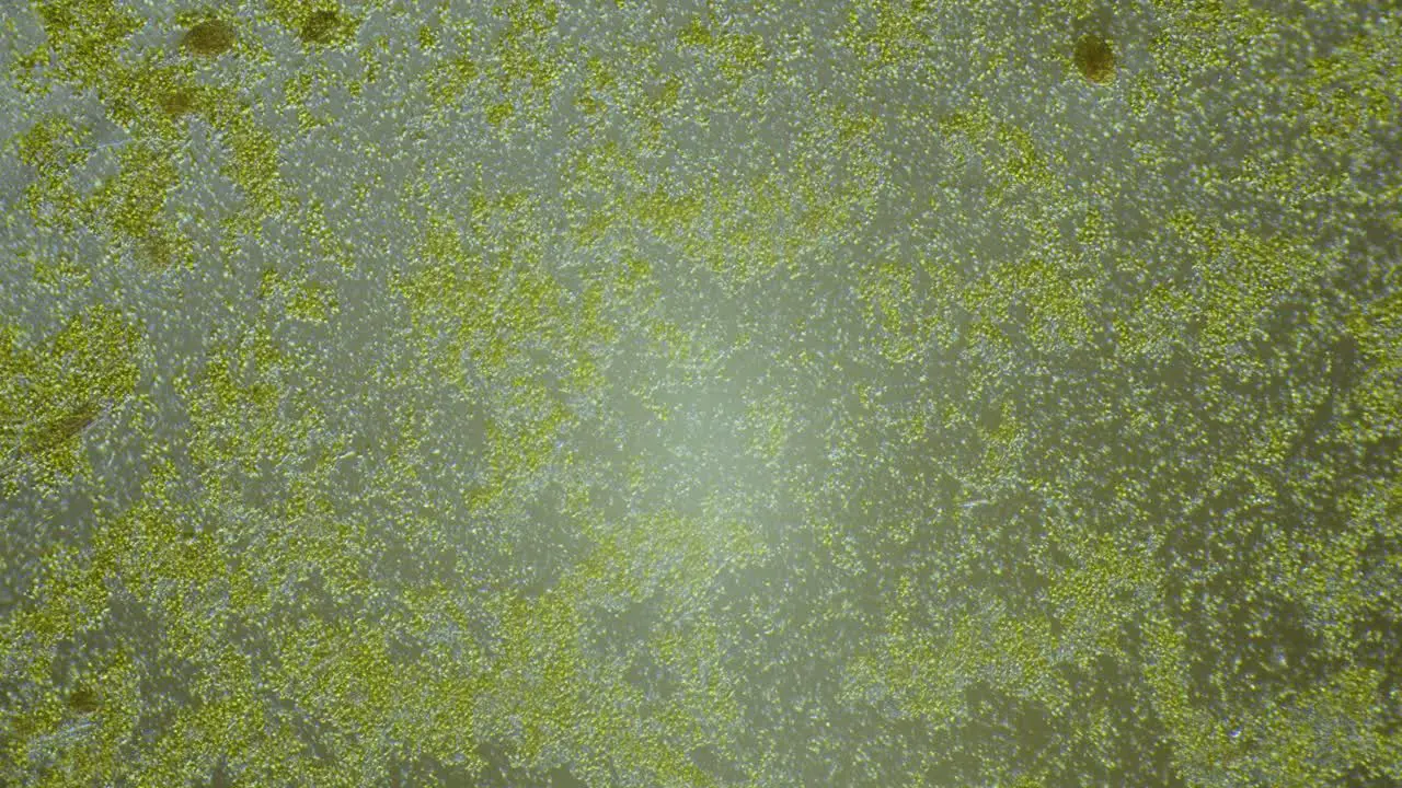 Small green algae flow in water under microscope