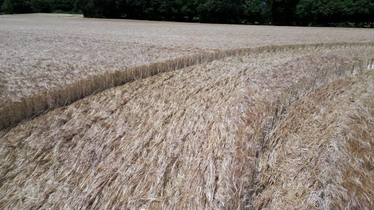 Aerial view inside Warminster 2023 crop circle following pressed wheat stalks pattern carved into farmland