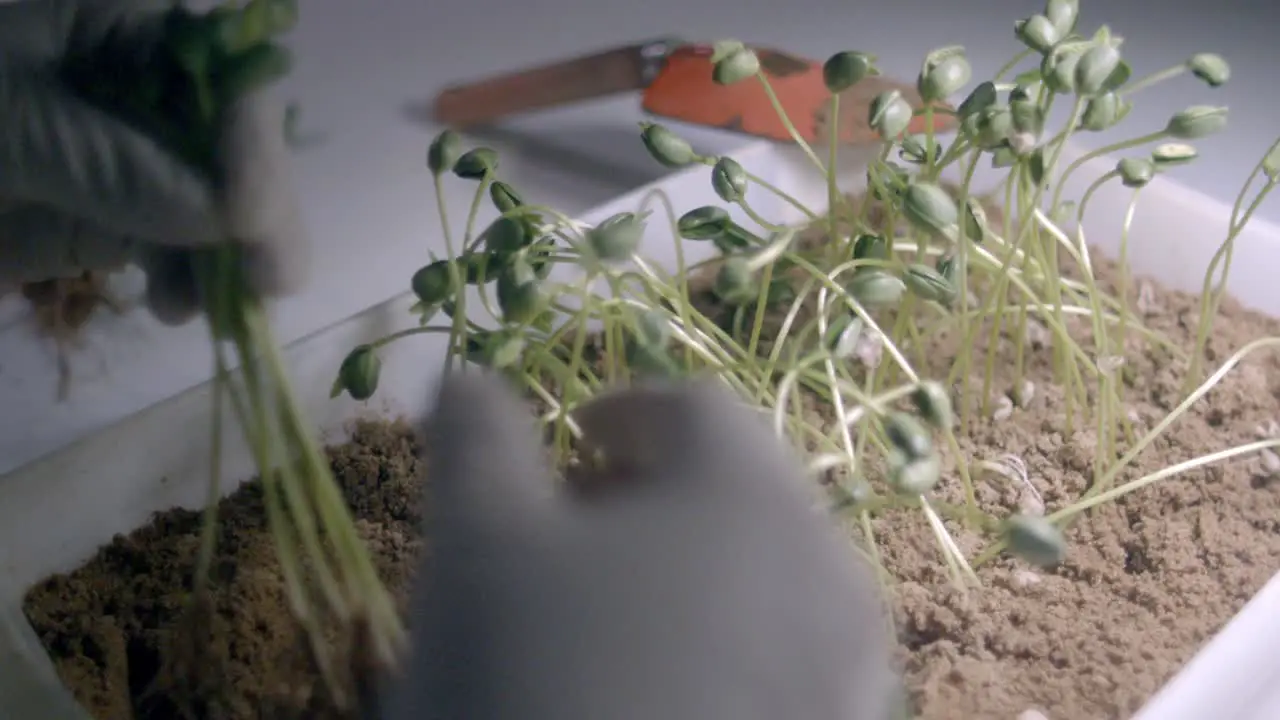 Hand In Gloves Holding Soybean Sprouts In An Agricultural Laboratory