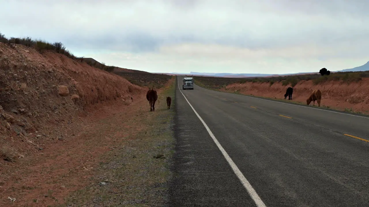 Truck Approaching On Highway 95 In Utah With Cows On The Roadside At Daytime