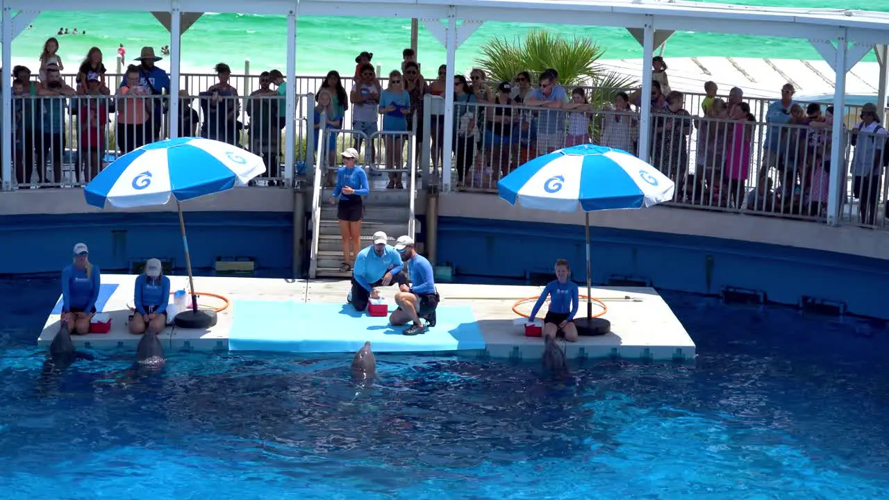 Dolphin show in the Gulfarium Marine Adventure park in Okaloosa Island Destin Florida USA america