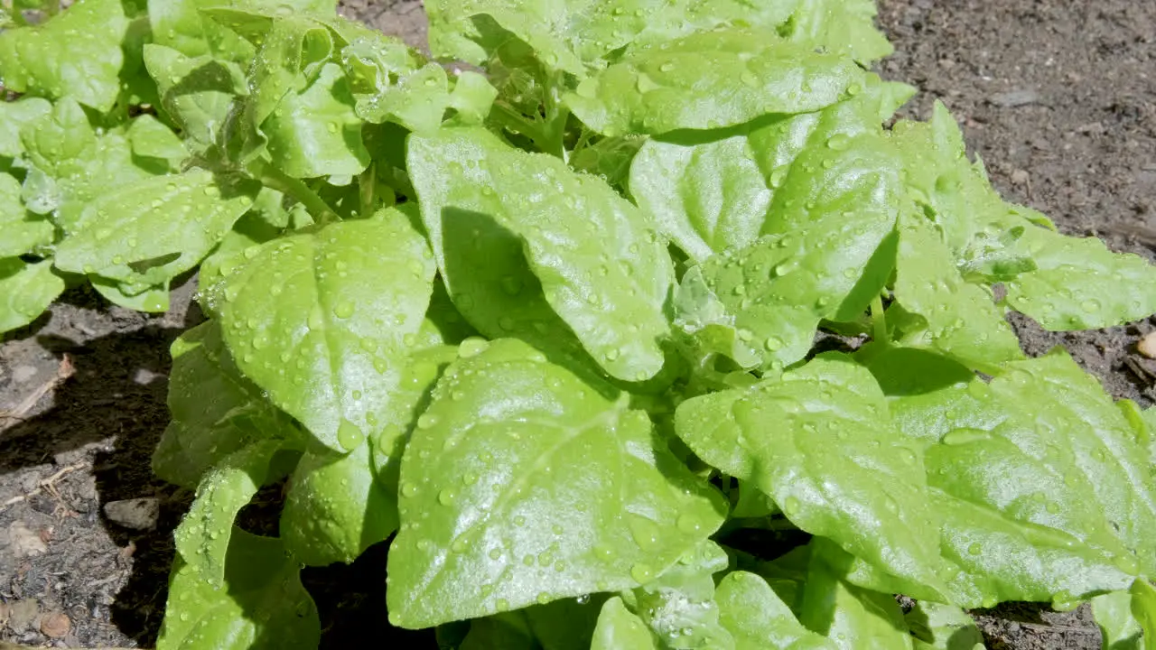 Bundles of spinach in the soil under the sun