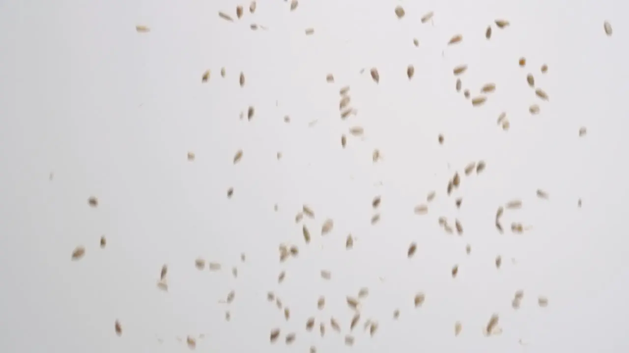 Raw shelled sunflower seed salad nut topping raining down on white backdrop in slow motion