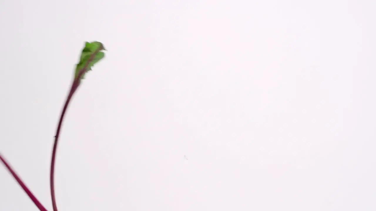 Whole beet roots falling down on white studio backdrop and bouncing in slow motion 4k