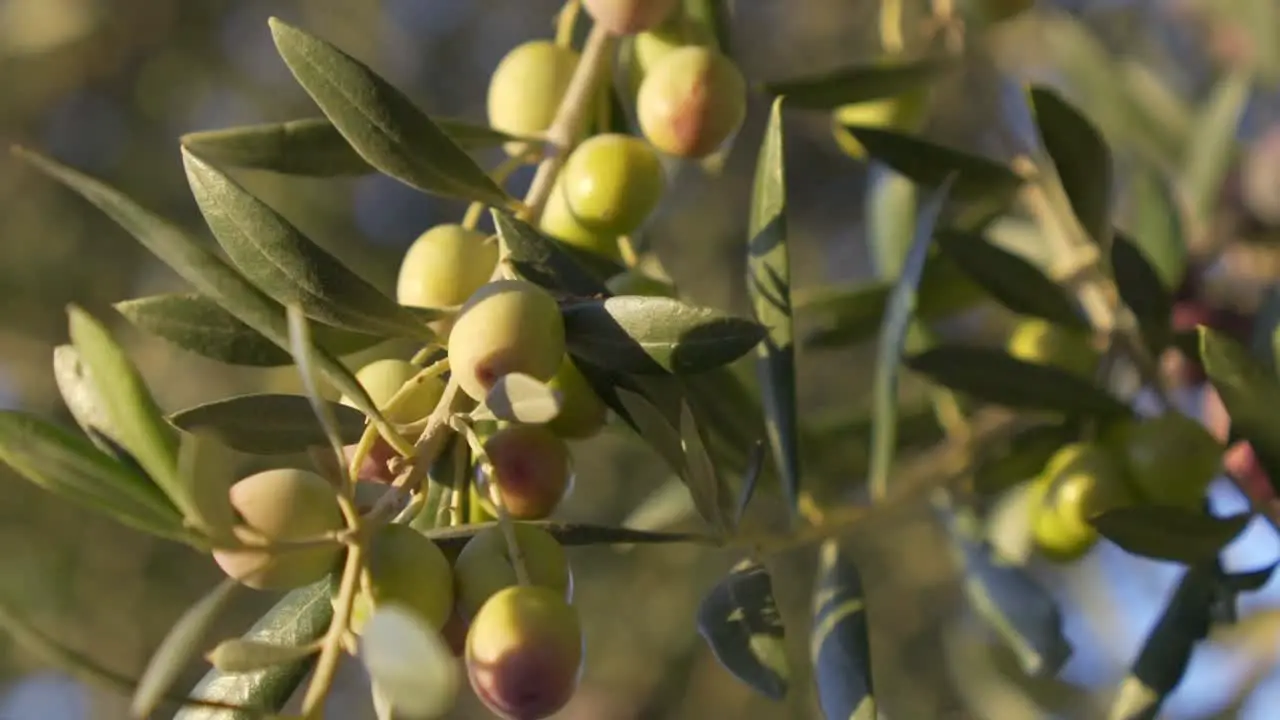 Slow motion close-up of olives on olive tree moving in the wind