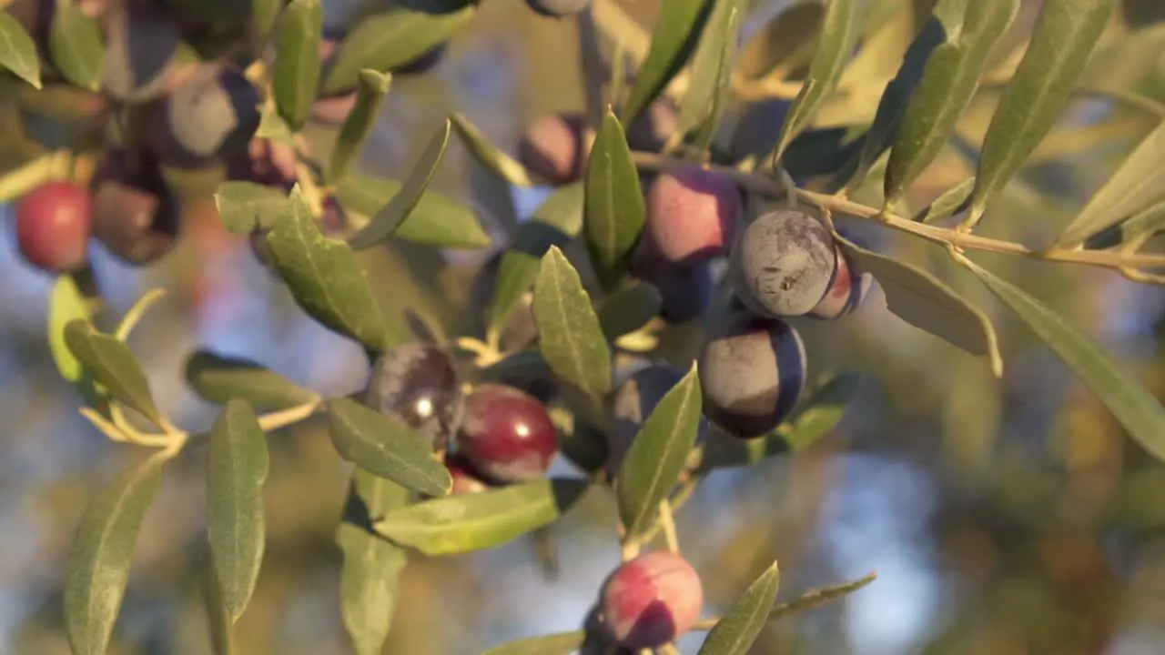 Slow motion close-up of olives in the olive tree ready to be harvested to make virgin olive oil