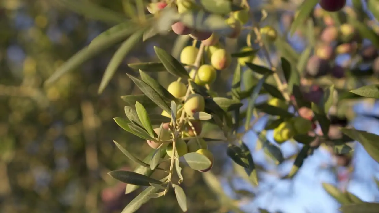 Detail plan of arbequina olives in Spanish olive tree