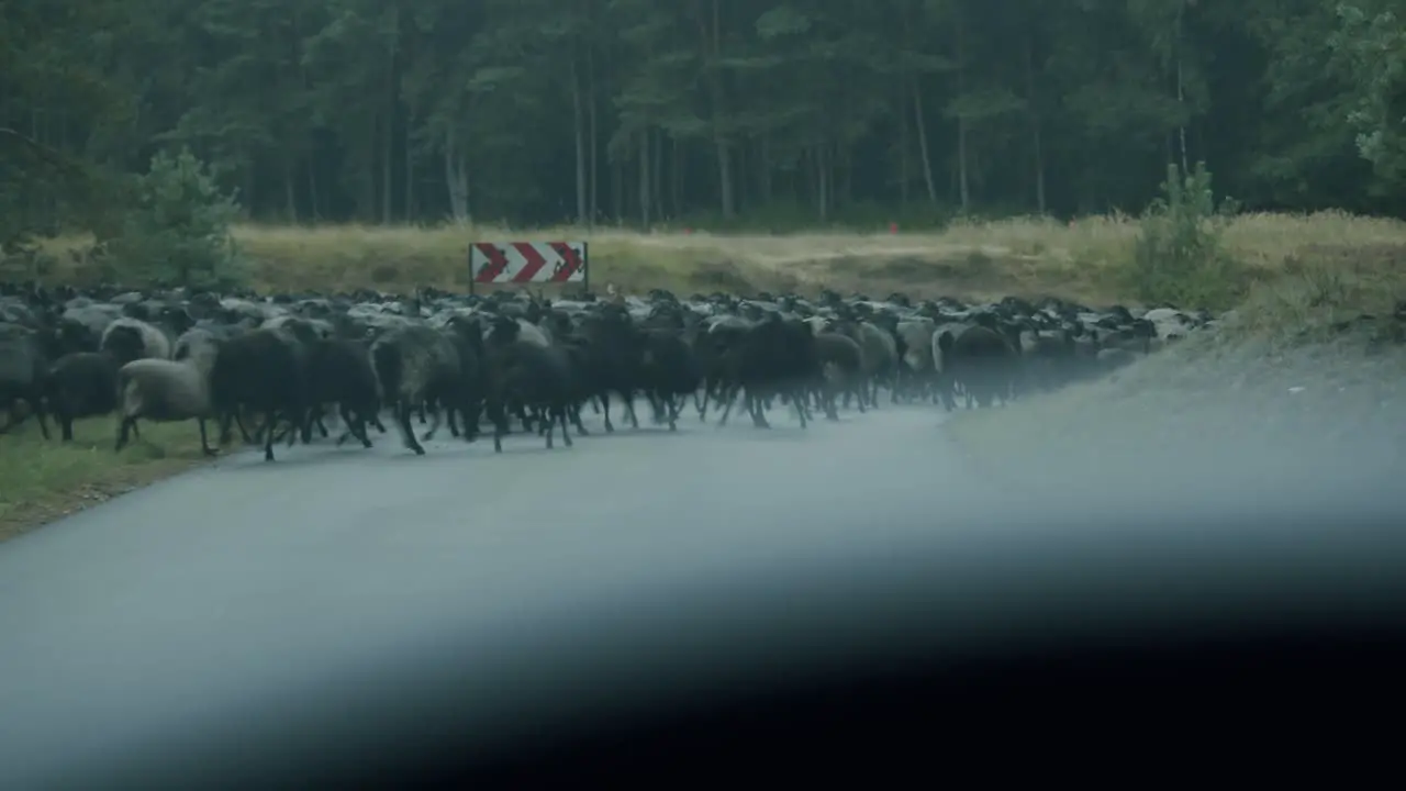 Sheeps on a street in the british military training area Senne in Paderborn Germany