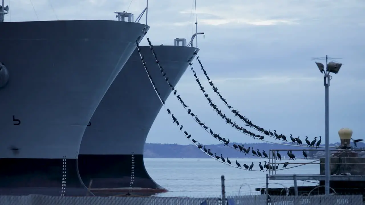 Cormorant Birds Sitting On The Bow Line Mooring Of Military Ship In Tacoma Washington