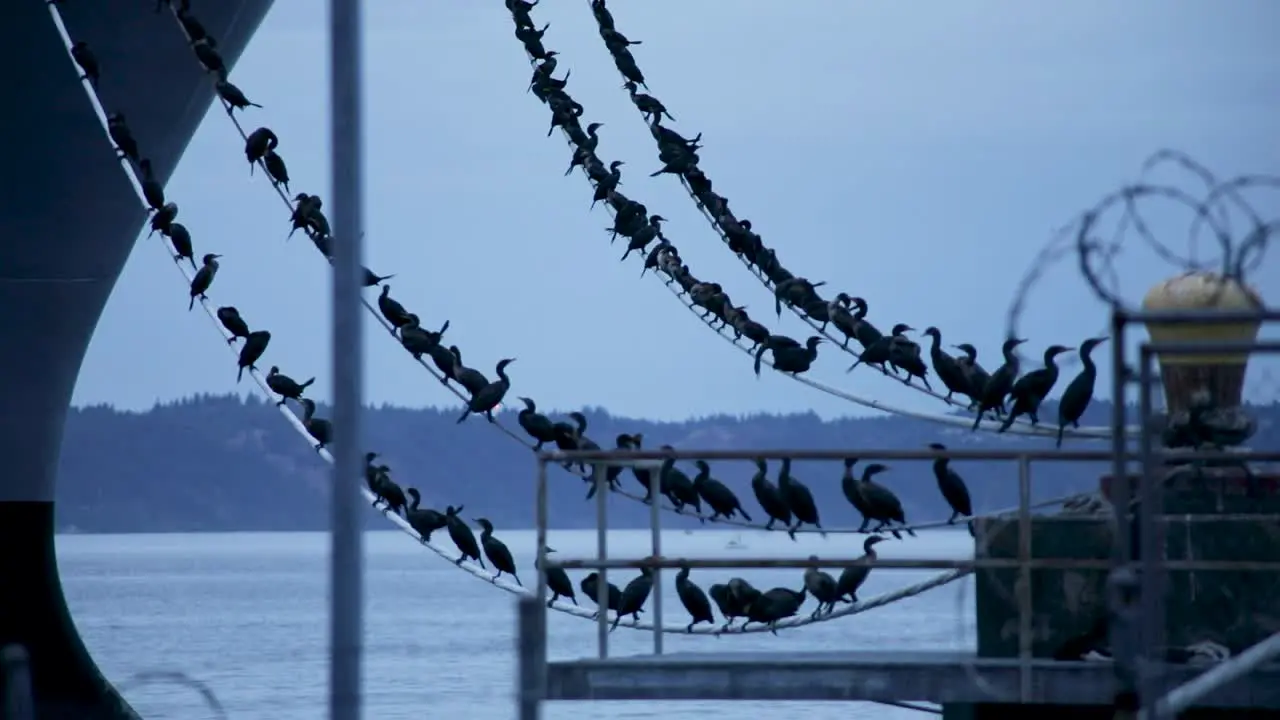 Flocks Of Cormorant Bird Sitting On Mooring Line Of Military Ship Anchored At Tacoma Washington USA