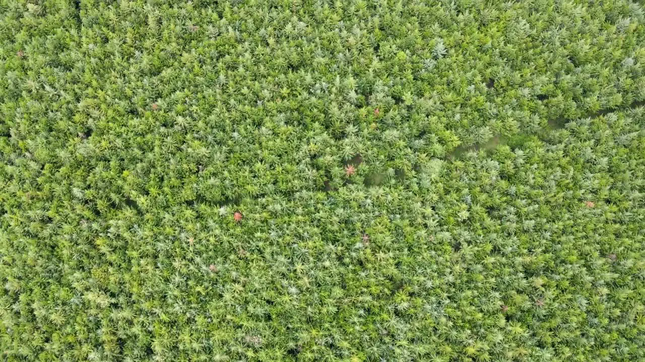 Trees forming patterns as seen from top by drone kenya Africa