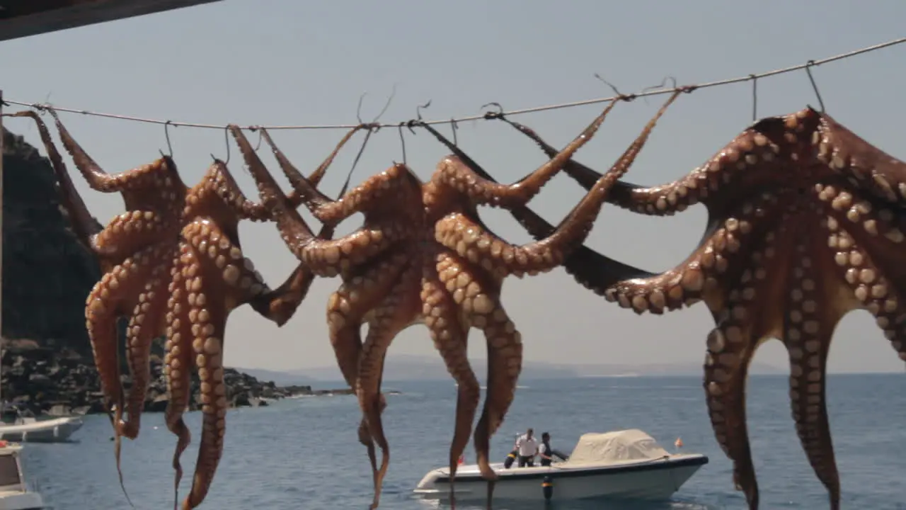 Octopuses dry on a line in the sun at a small Greek fishing harbor