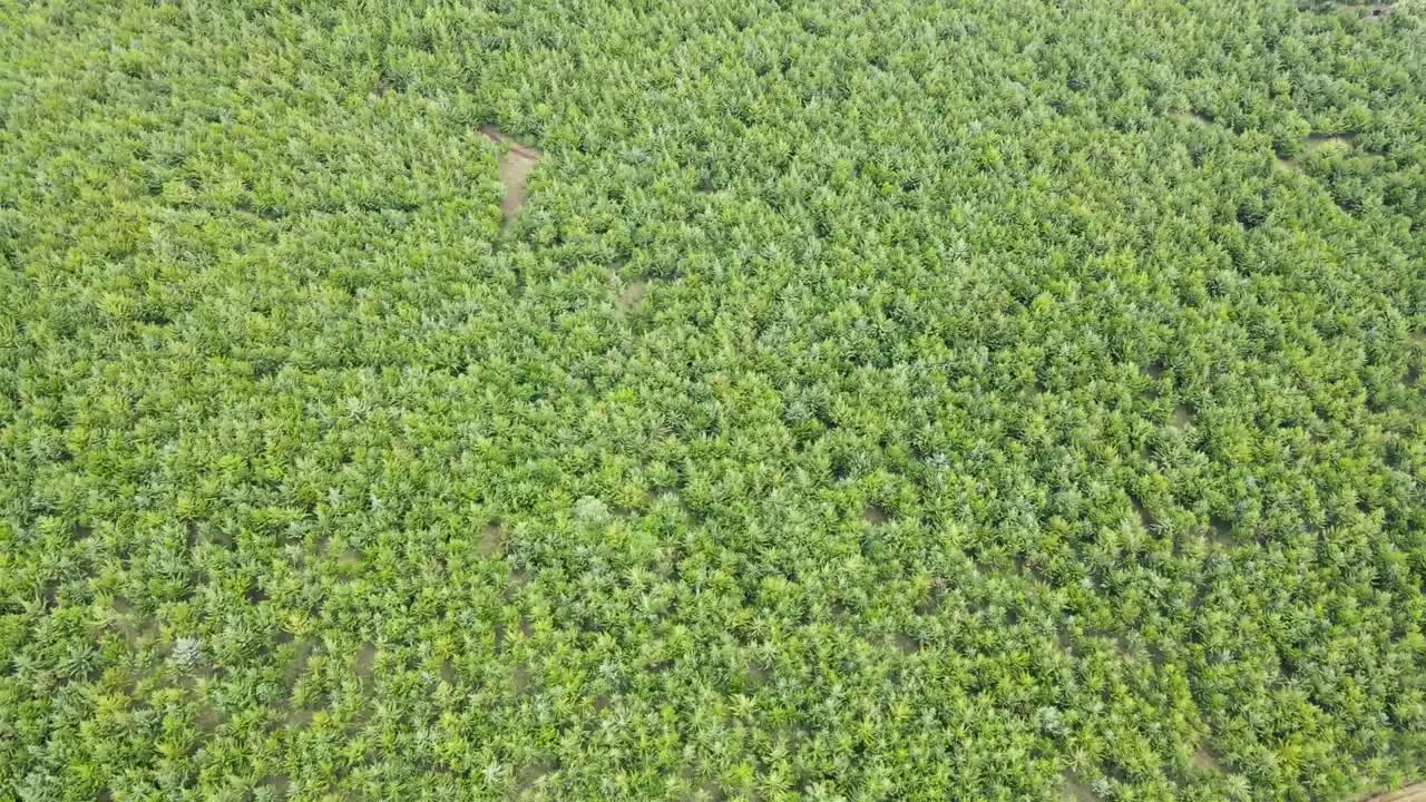 drone over the top of the trees in kenya